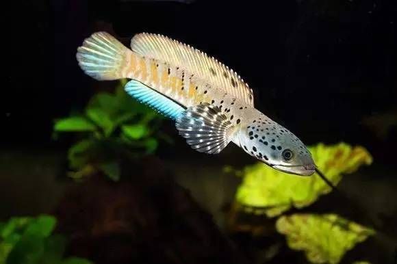 雷龍魚背景顏色的選擇：養雷龍魚時，背景顏色的選擇是一個有爭議的話題