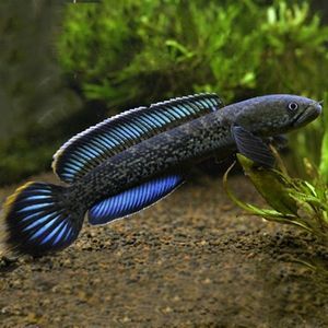 雷龍魚背景顏色的選擇：養雷龍魚時，背景顏色的選擇是一個有爭議的話題