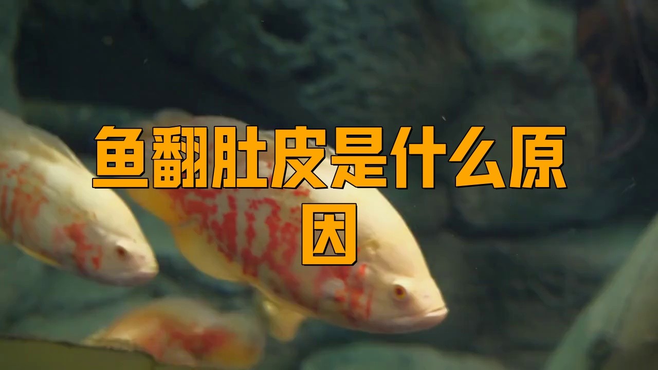 如何判斷龍魚翻肚的病因？