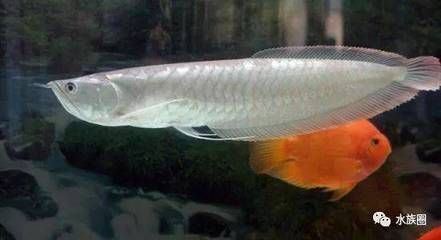 龍魚怎么養出狀態好的魚缸：養金龍魚的魚缸尺寸至少要120cm×50cm