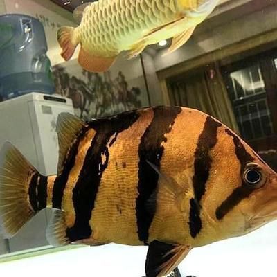 虎魚和金龍魚混養的注意事項：虎魚和金龍魚混養時，有幾個關鍵因素需要注意