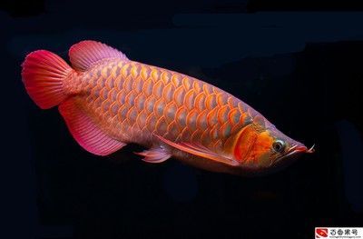 龍魚能不能吃豬肉：龍魚可以吃豬肉嗎？
