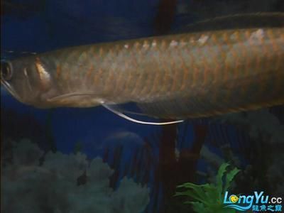 龍魚能不能吃豬肉：龍魚可以吃豬肉嗎？