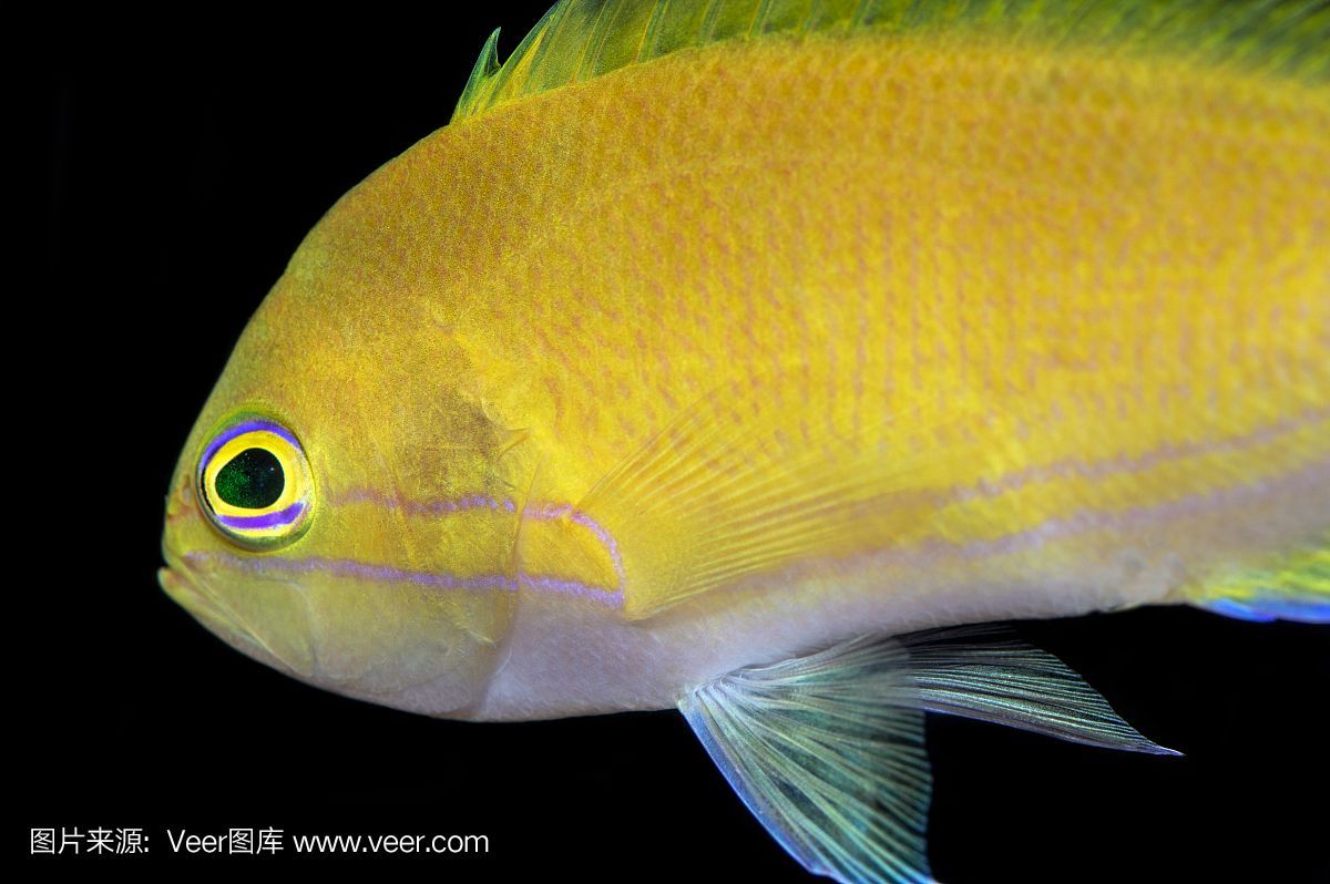 黃鰭鯧是一種適合與龍魚混養(yǎng)的魚，但需要注意水質(zhì)管理和水質(zhì)管理：黃鰭鯧是一種可以與龍魚混養(yǎng)的魚嗎？