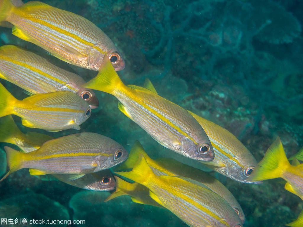 黃鰭鯧是一種適合與龍魚混養(yǎng)的魚，但需要注意水質(zhì)管理和水質(zhì)管理：黃鰭鯧是一種可以與龍魚混養(yǎng)的魚嗎？