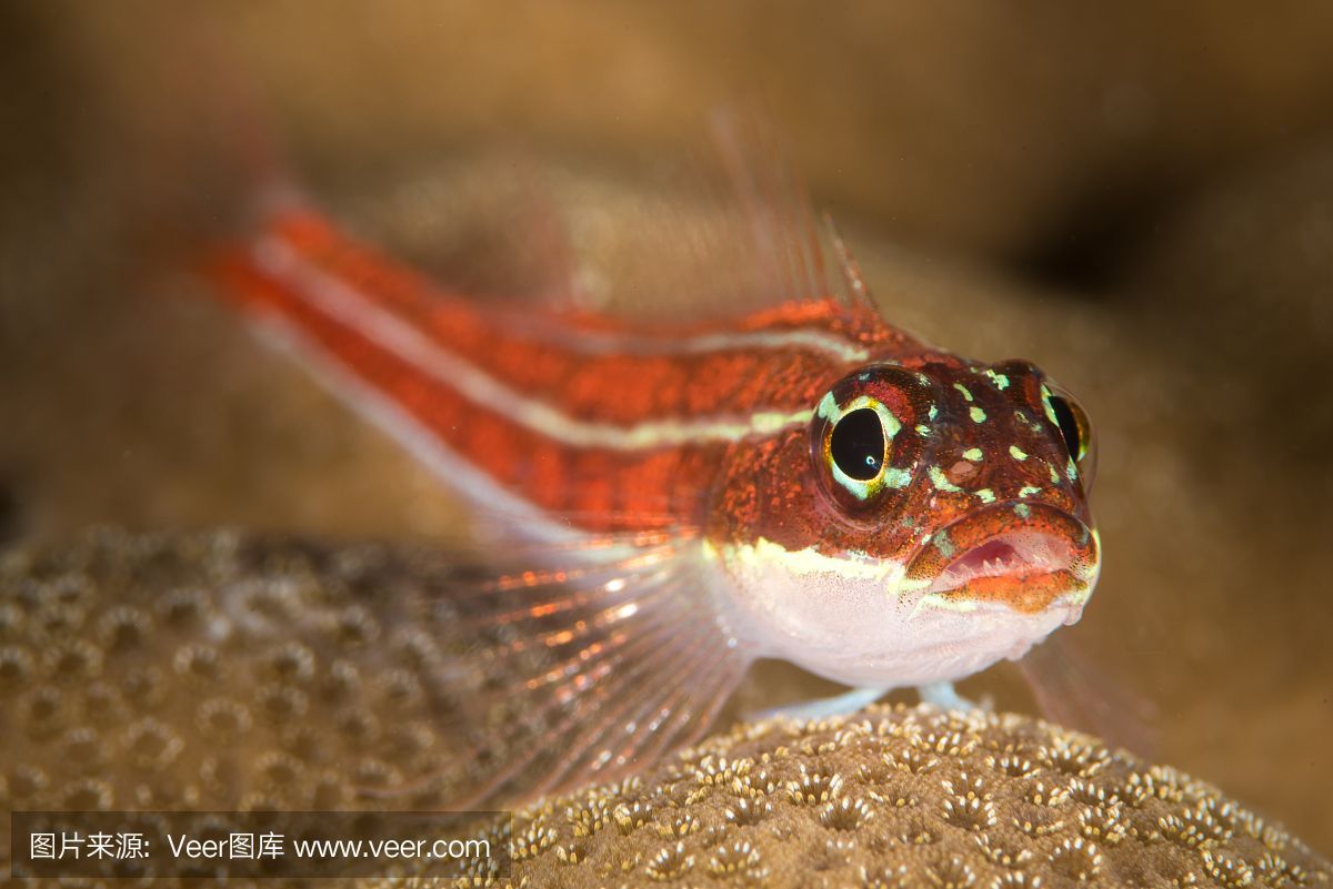 黃鰭鯧是一種適合與龍魚混養(yǎng)的魚，但需要注意水質(zhì)管理和水質(zhì)管理：黃鰭鯧是一種可以與龍魚混養(yǎng)的魚嗎？