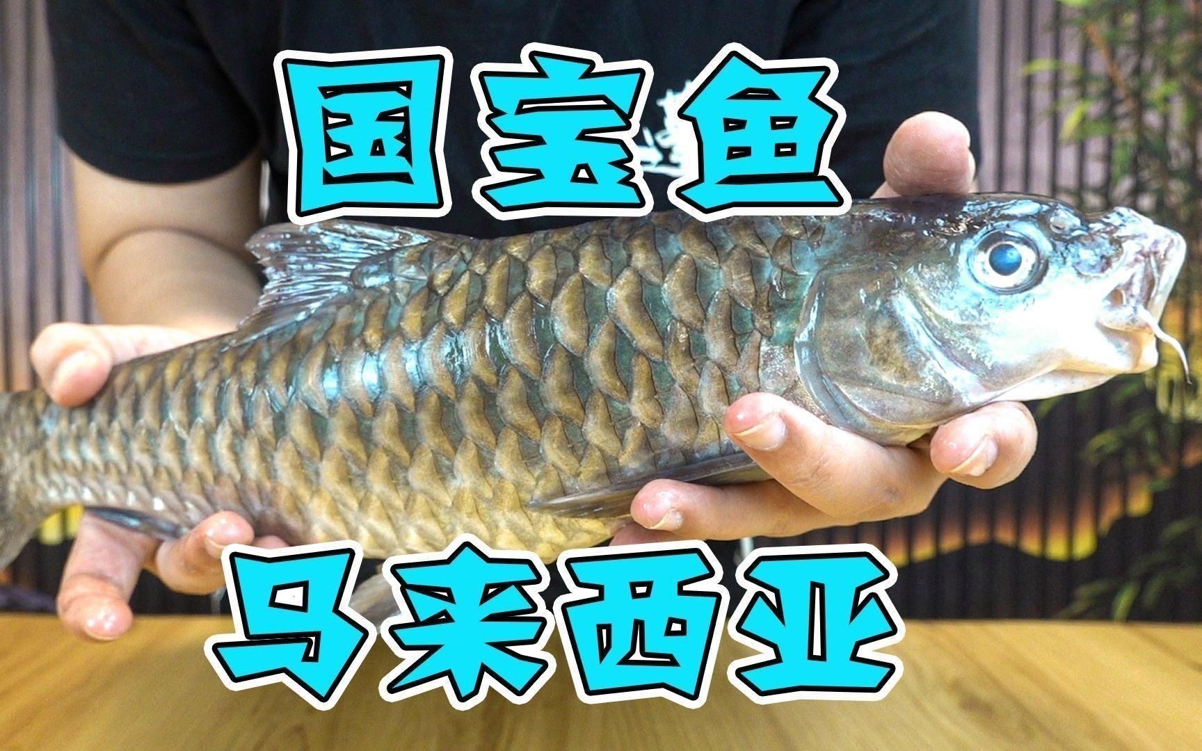 馬來西亞忘不了魚多少錢一斤