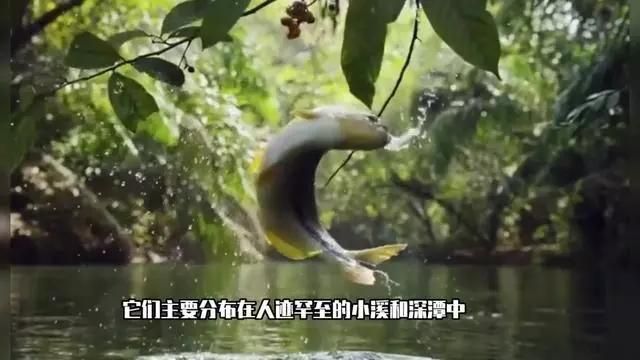 馬來西亞忘不了魚多少錢一斤