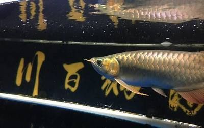龍魚外寄癥狀（龍魚外寄癥狀主要包括以下幾個方面,龍魚外寄癥狀）