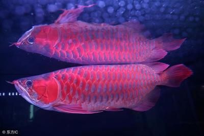 我龍魚(yú)怎么寫(xiě)好看：“我龍魚(yú)怎么寫(xiě)好看”，這里有幾個(gè)方面的解答：希望以上信息對(duì)您有所幫助