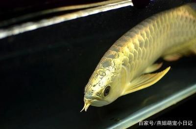 金龍魚吃啥魚好：金龍魚吃什么最好 金龍魚吃啥魚好：金龍魚吃什么最好 龍魚百科 第4張
