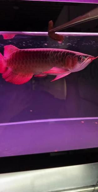 短身龍魚價格是多少？