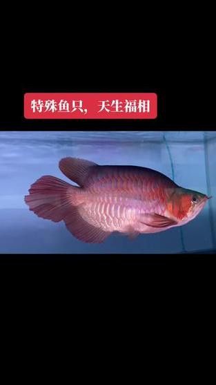 短身龍魚價格是多少？