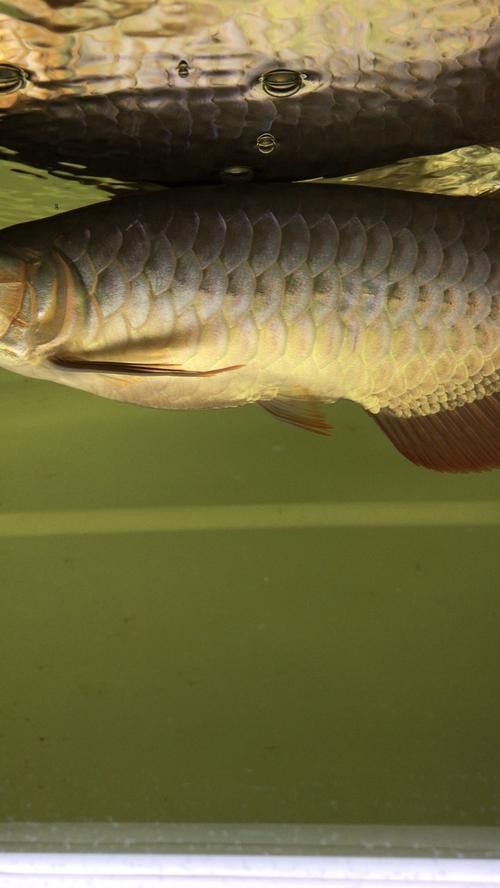 短身龍魚價格是多少？