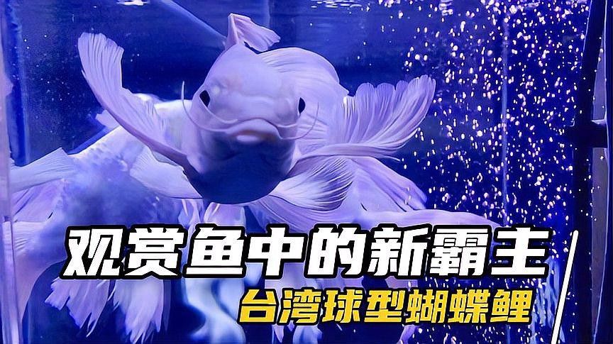 短身龍魚價格是多少？