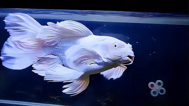短身龍魚價格是多少？