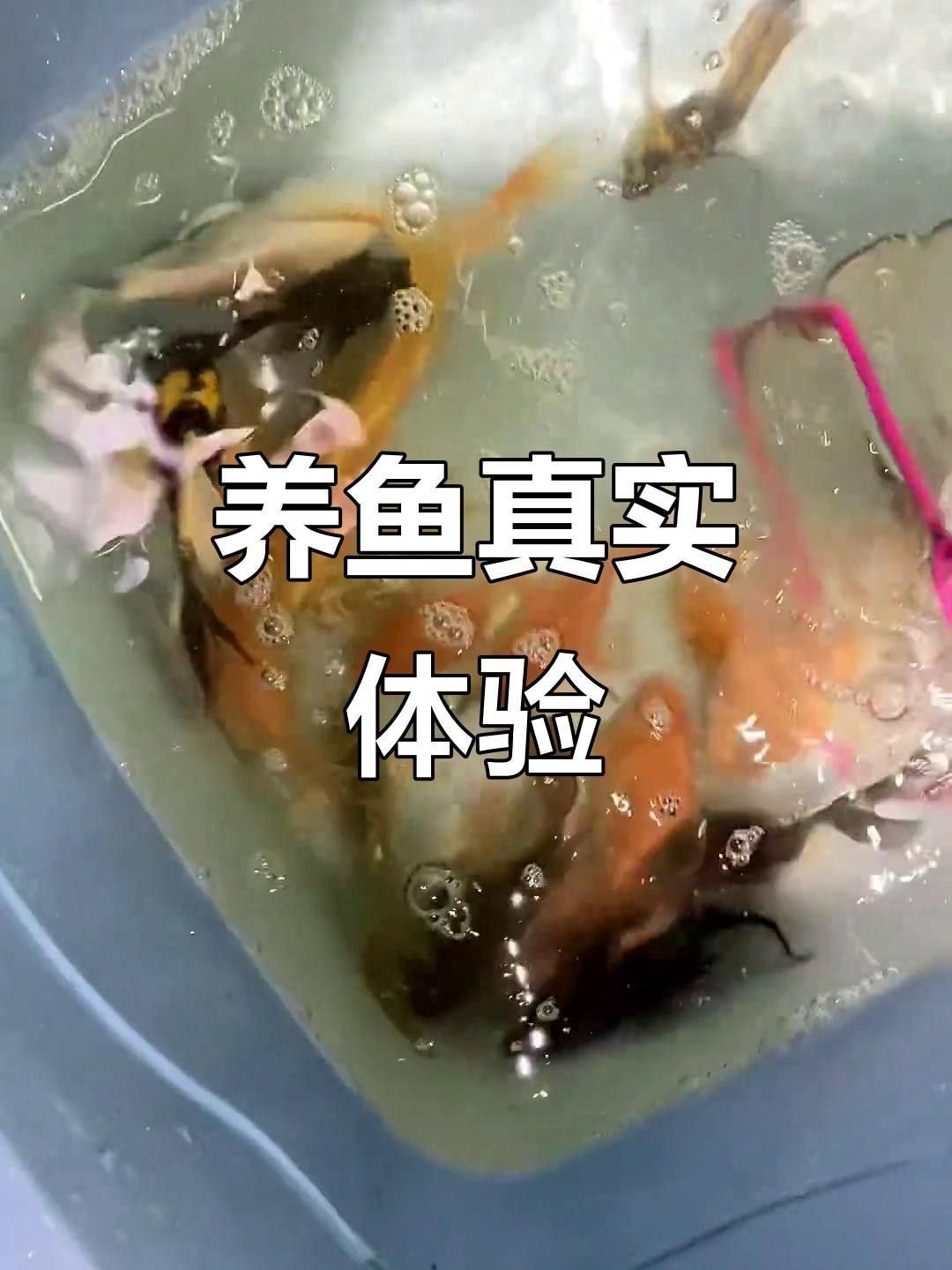 短身龍魚價格是多少？