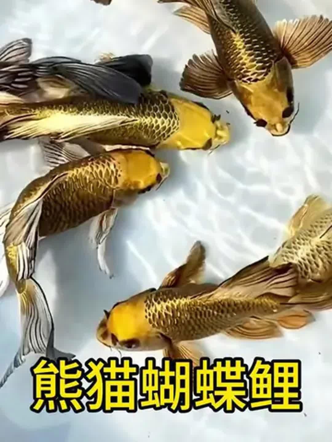 短身龍魚價格是多少？