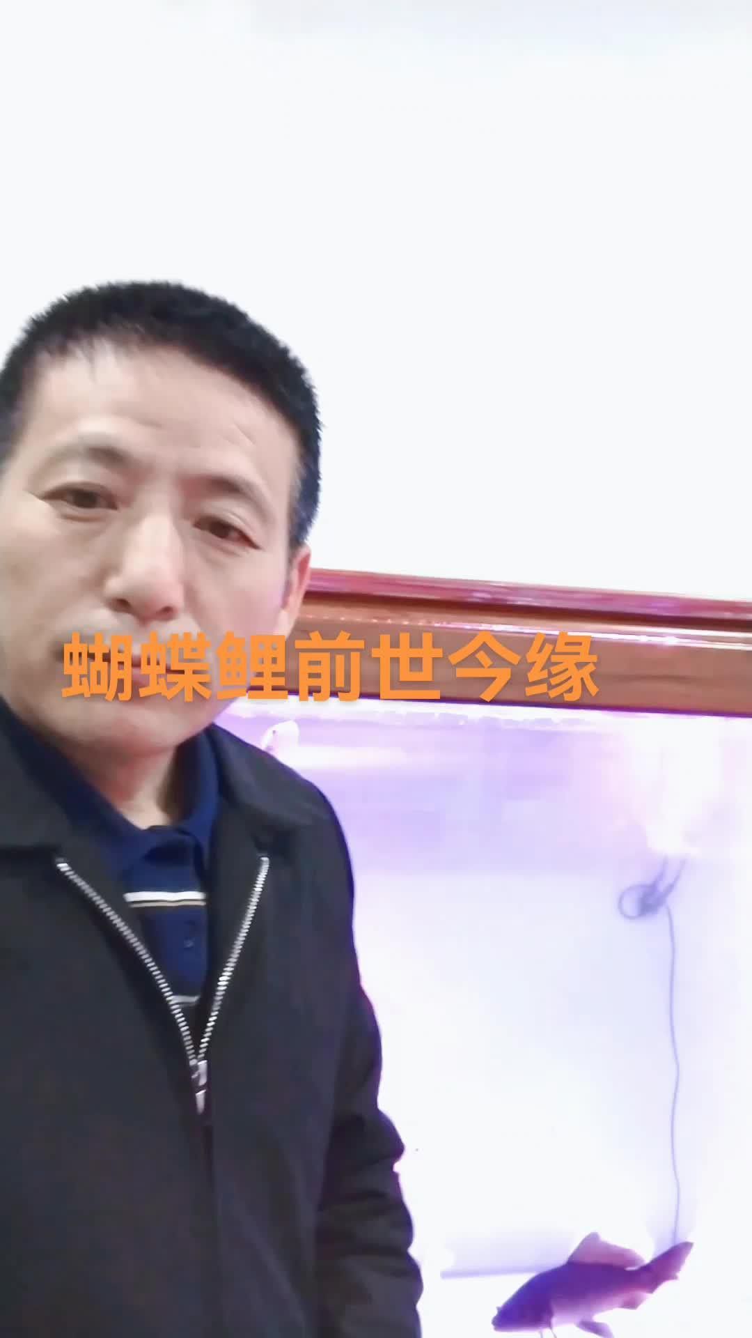 短身龍魚價格是多少？