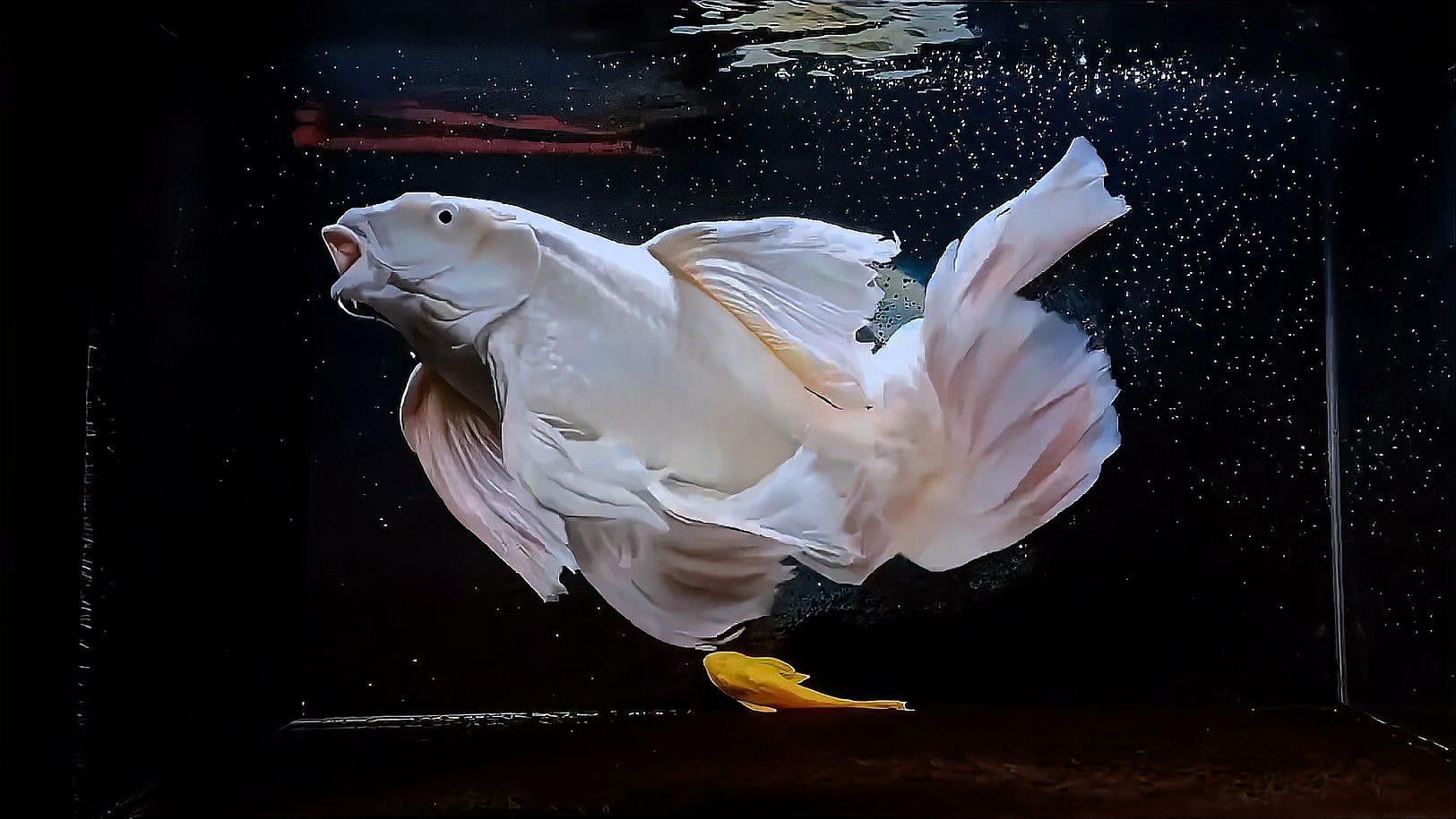 短身龍魚價格是多少？