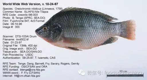 金鳳魚最好三個(gè)品種