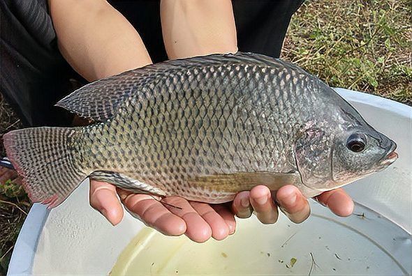 金鳳魚最好三個(gè)品種