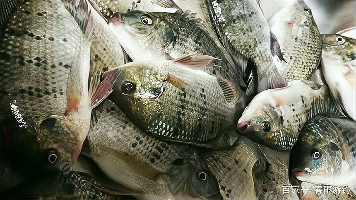 金鳳魚最好三個(gè)品種