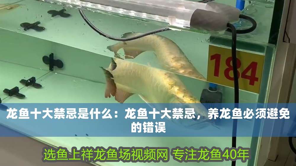 龍魚十大禁忌是什么：龍魚十大禁忌，養(yǎng)龍魚必須避免的錯(cuò)誤