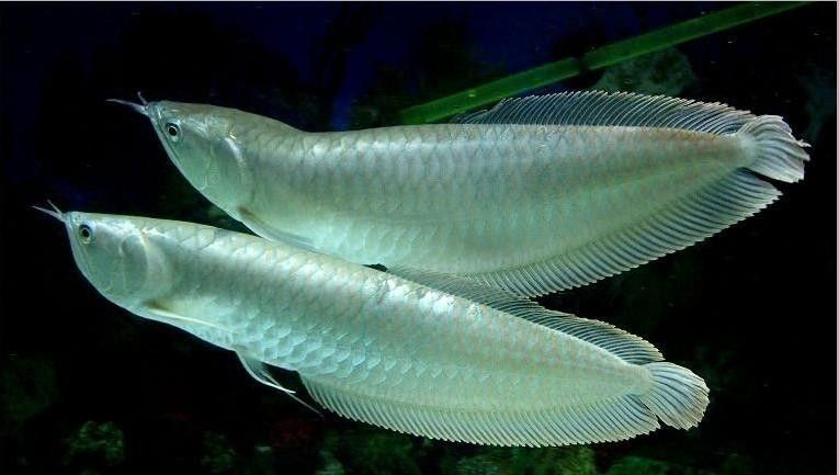 龍魚可以吃銀魚嗎圖片視頻
