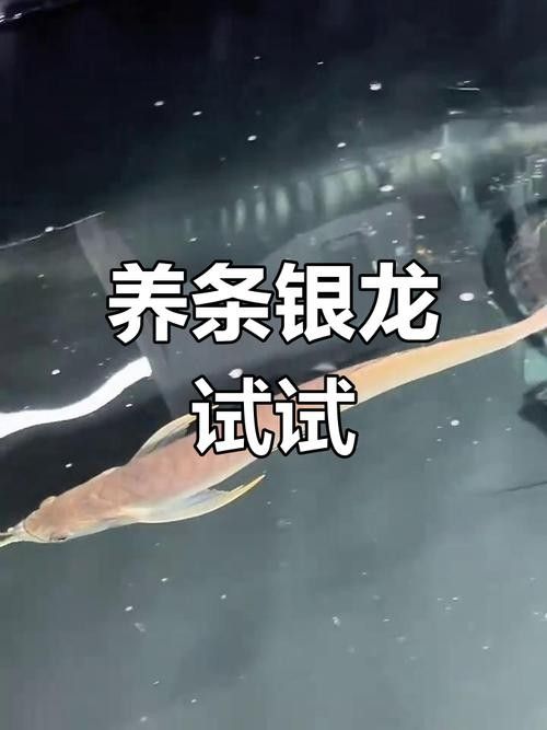 龍魚可以吃銀魚嗎圖片視頻