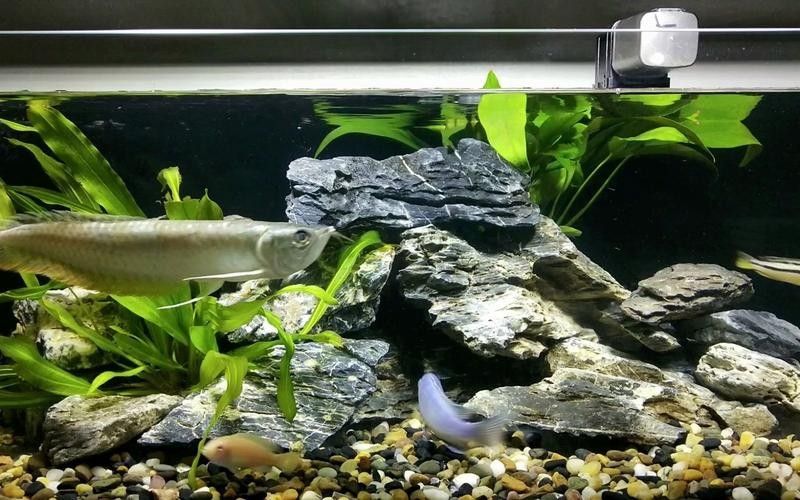 龍魚可以吃銀魚嗎圖片視頻