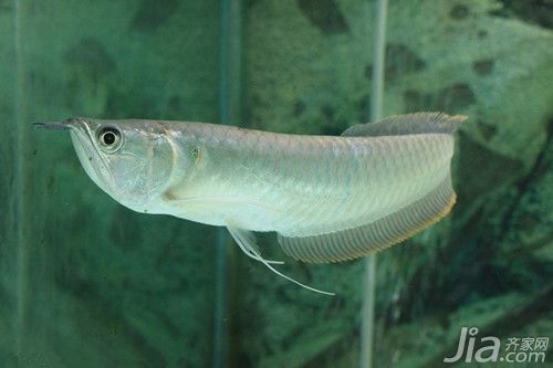 龍魚可以吃銀魚嗎圖片視頻