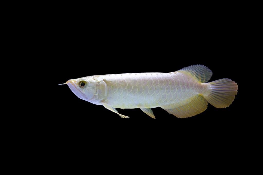 紅尾金龍魚圖片大全高清