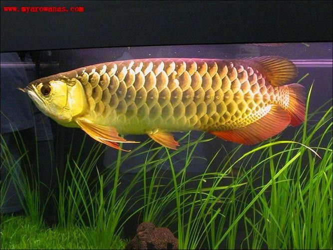 紅尾金龍魚圖片大全高清