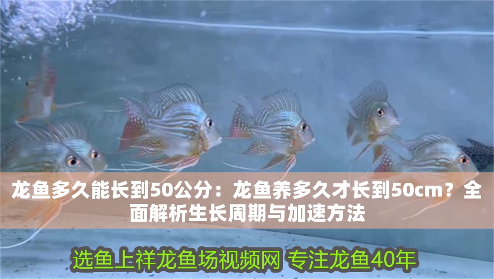 龍魚多久能長到50公分：龍魚養多久才長到50cm？全面解析生長周期與加速方法
