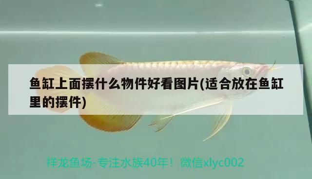 魚缸上面擺什么物件好看圖片(適合放在魚缸里的擺件)