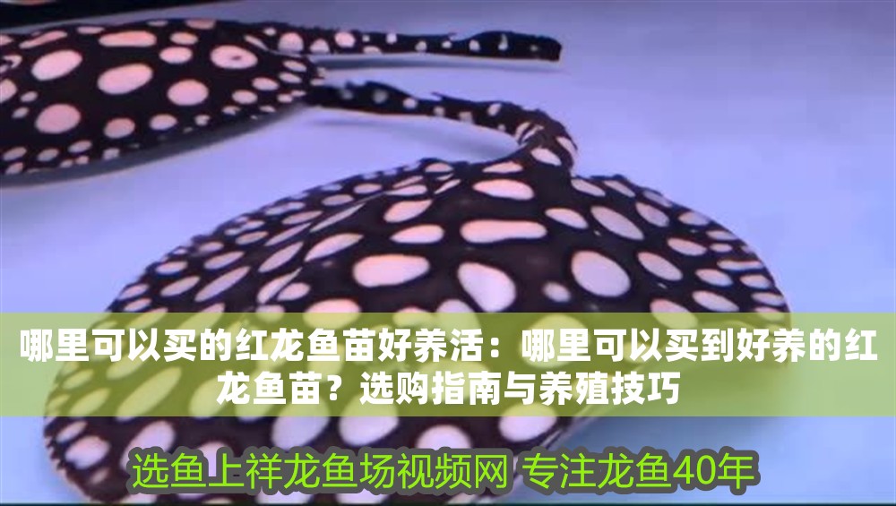哪里可以買的紅龍魚苗好養活：哪里可以買到好養的紅龍魚苗？選購指南與養殖技巧