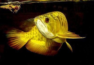 訓(xùn)練龍魚吃食兇猛的能力并不是一件簡單的事情，它需要飼養(yǎng)者耐心和細心的呵護：如何訓(xùn)練龍魚吃食兇猛