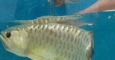 金龍魚嘴巴里有小魚