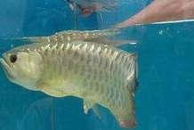 金龍魚嘴巴里有小魚