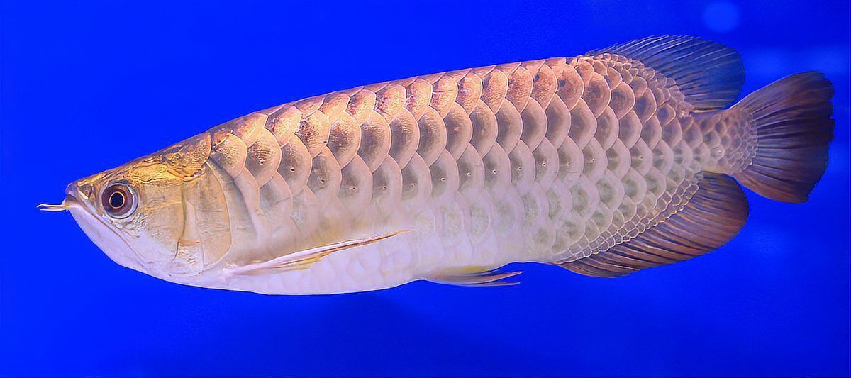 金龍魚嘴巴里有小魚