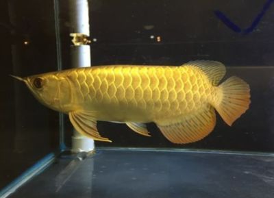 金龍魚小魚苗多少錢：金龍魚小魚苗價格