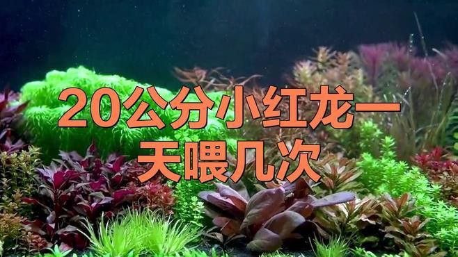如何判斷紅龍魚幼苗是否吃飽？