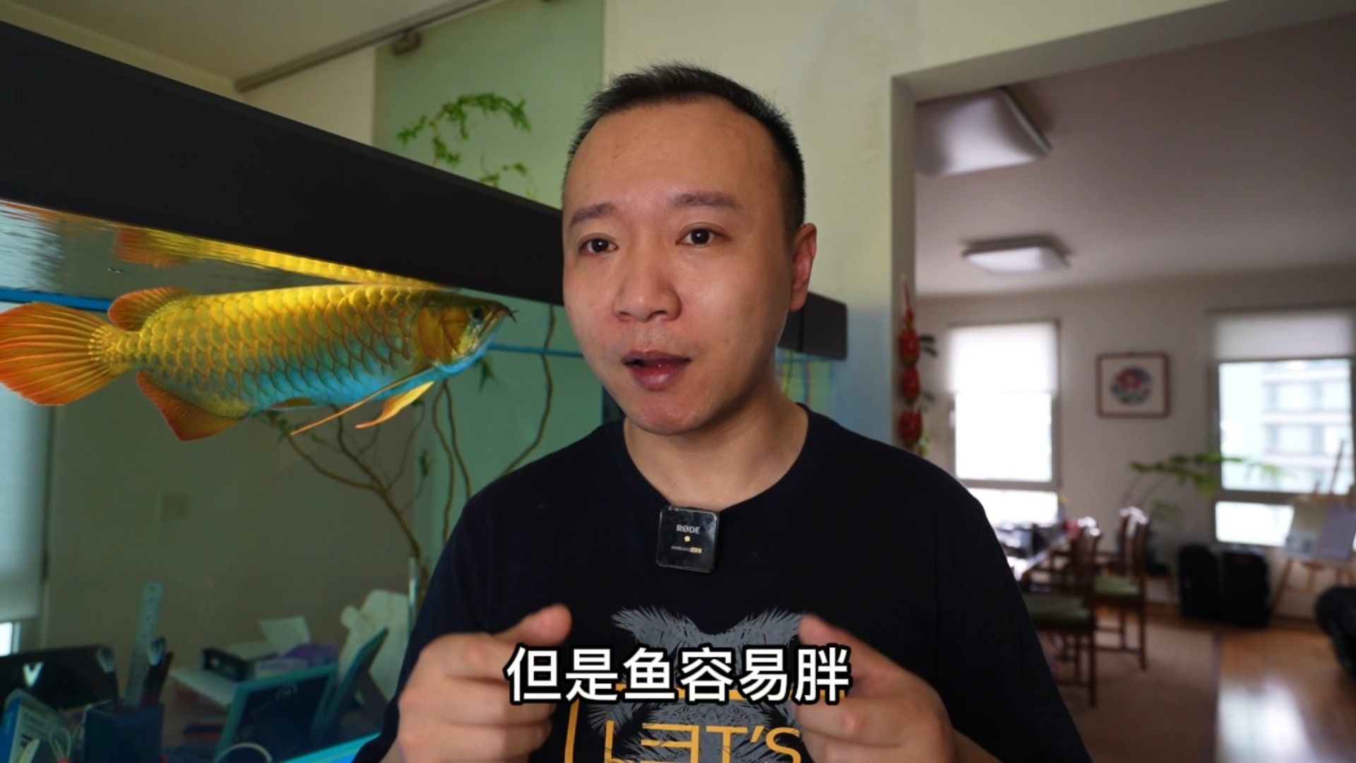 如何判斷紅龍魚幼苗是否吃飽？