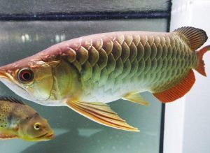 龍魚拒食一個月突然死亡的原因：龍魚拒食一個月突然死亡可能由多種因素導致龍魚死亡