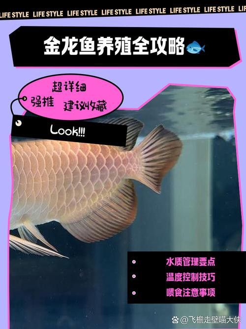 金龍魚會變色嗎是真的嗎