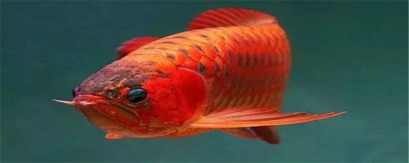 龍魚輕微外蒙眼怎么治療：龍魚輕微外蒙眼怎么辦