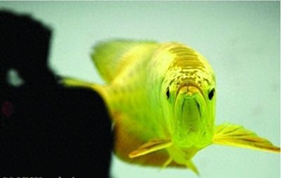 金龍魚魚鱗有一串點點【金龍魚魚鱗出現(xiàn)一串點點】