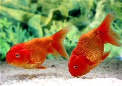 高端觀賞魚收藏價值探究：影響高端觀賞魚價格的主要因素