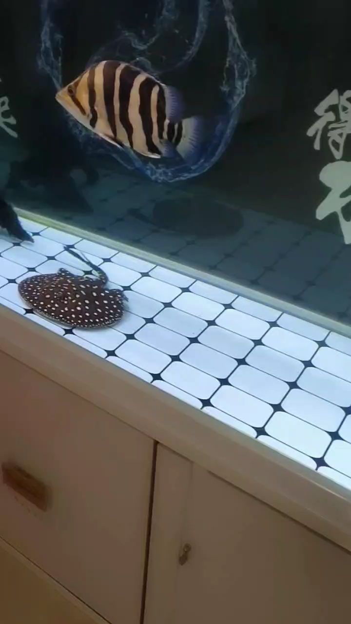 龍魚 繁殖：人工繁殖龍魚有一定的難度，但只要滿足條件并給予足夠的耐心照料